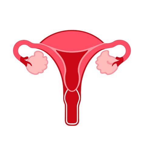 Ilustrácia ženského reprodukčného systému s vyznačenou ovuláciou