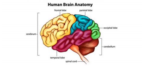 Infografika znázorňujúca mozog a jeho funkcie