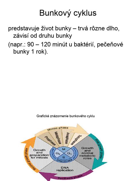 schematické znázornenie delenia bunky