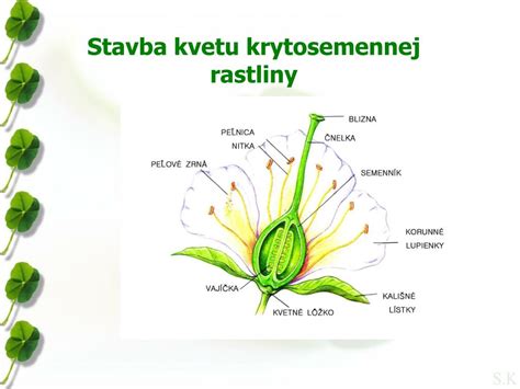 štruktúra kvetu rastliny