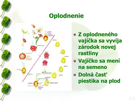 schéma dvojitého oplodnenia u rastlín