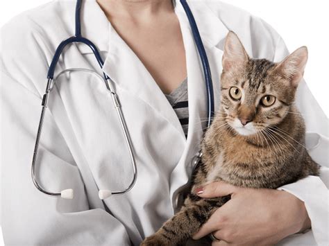 veterinár vyšetruje mačku
