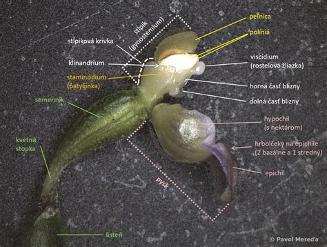 Diagram znázorňujúci semenník a jeho štruktúru