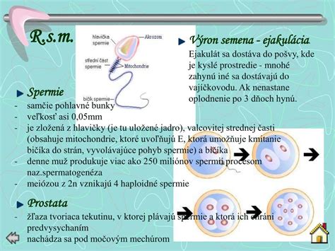 Schematické znázornenie vajíčkovodu a maternice s vyznačeným mimomaternicovým tehotenstvom