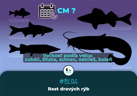 Infografika o obsahu ortuti v rôznych druhoch rýb