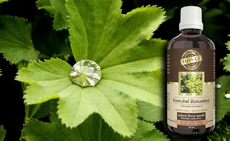 Listy alchemilky s kvapkou rosy