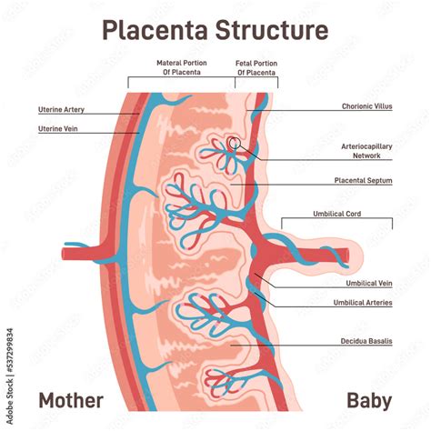 placenta a pupocna snura