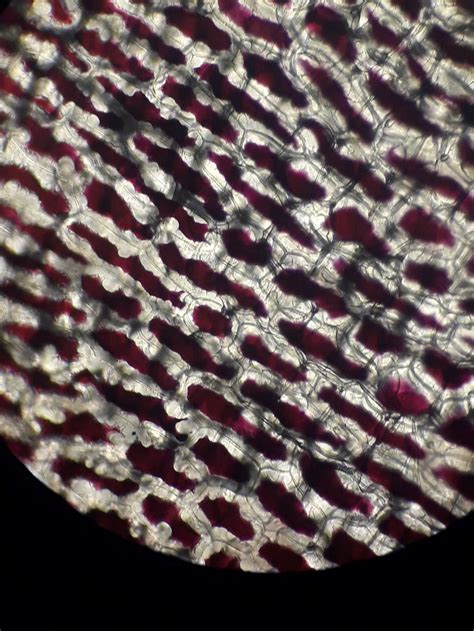 Mikroskopické zobrazenie keramických častíc v suspenzii