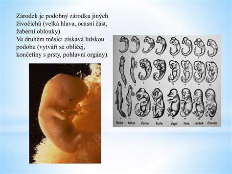 Vývoj zárodku v 3. týždni