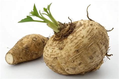 koreň macy peruánskej