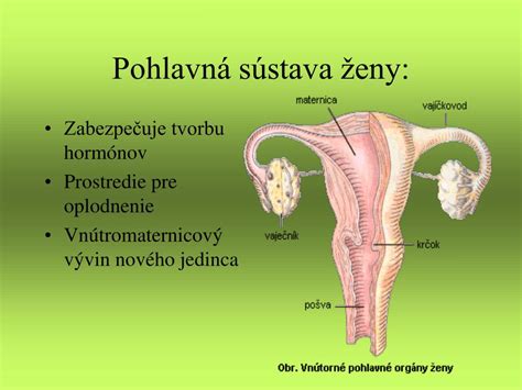 Ilustrácia ženského reprodukčného systému s vyznačenými vaječníkmi, vajcovodmi a maternicou