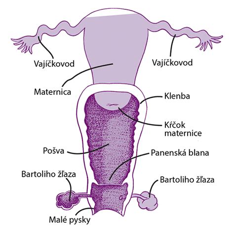 Ilustrácia maternice s vyznačenou endometriálnou sliznicou