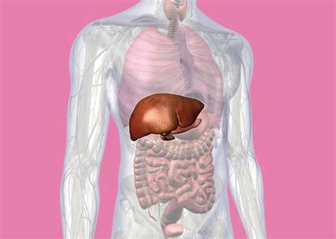 Ilustrácia pečene s vírusmi hepatitídy