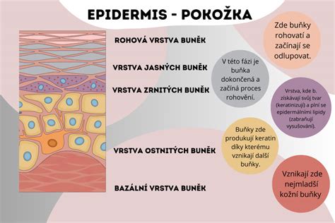 Diagram zobrazujúci vrstvy pokožky a pôsobenie HIFU