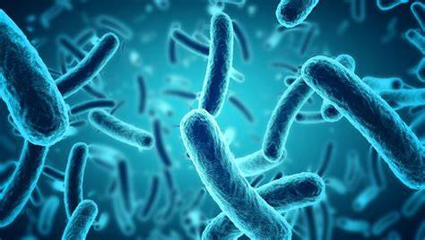 Baktérie Salmonella pod mikroskopom