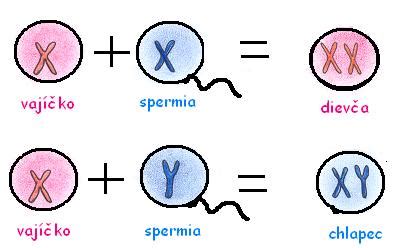 Ilustrácia chromozómov X a Y
