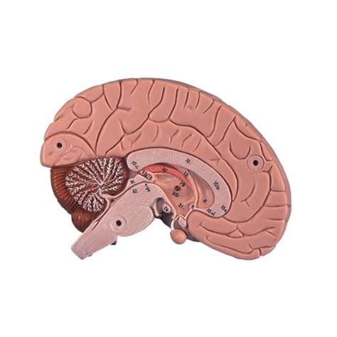 molekulárny model mozgu