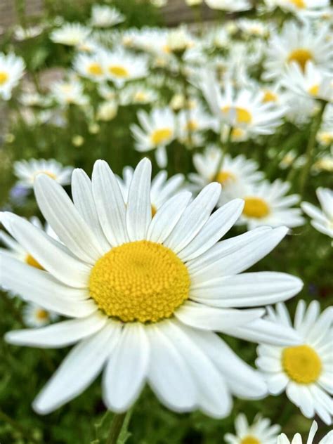 Kopretina velkokvětá v zahradě