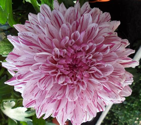 Detail květu kopretiny velkokvěté