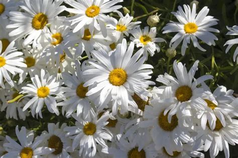 Semená kopretiny velkokvěté