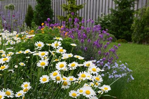 Záhon s kopretinami a inými trvalkami