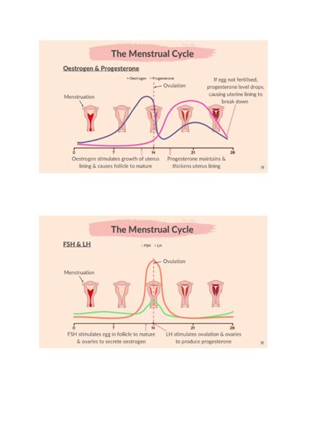 Infografika o ženskom hormonálnom cykle