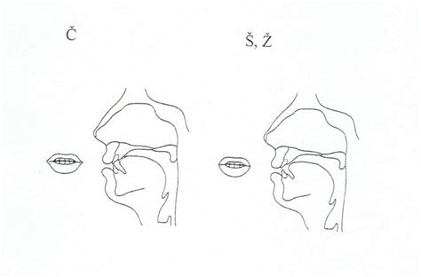 Diagram ukazujúci polohu jazyka a pier pri výslovnosti hlásky Č