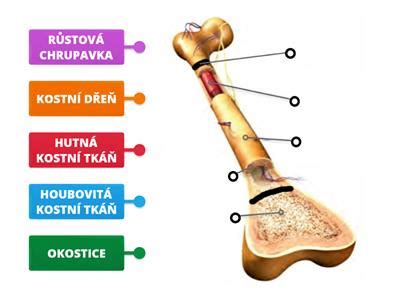 Štruktúra zdravej a osteoporotickej kosti