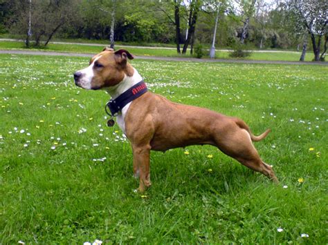 Bulteriér pri hre s loptou