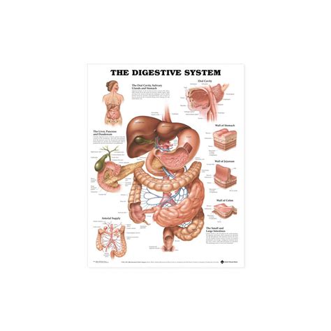 Infografika zobrazujúca tráviaci systém a vplyv stravy na stolicu