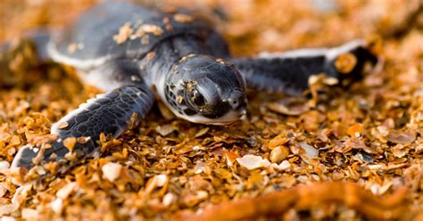 Korytnačka s miskou zdravej potravy