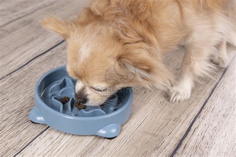 Obrázok psa hrajúceho sa s interaktívnou hračkou na kŕmenie