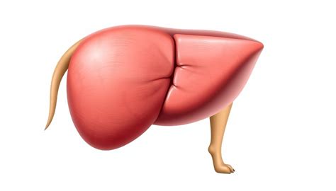 Diagram znázorňujúci funkciu obličiek a pečene u psa