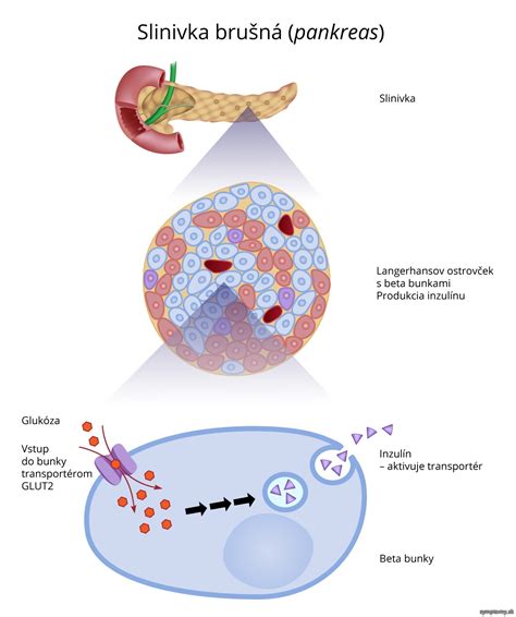 Ilustrácia pankreasu a jeho funkcie pri produkcii inzulínu