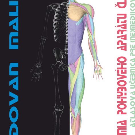 Anatomia ludskeho pohyboveho aparatu