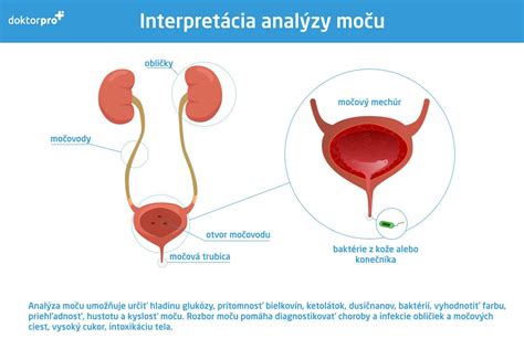Infografika zobrazujúca močovú sústavu a mechanizmus zadržiavania moču