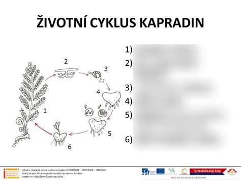 Diagram zobrazujúci cyklus trichotillománie: nutkanie -> trhanie -> úľava -> hanba -> zvýšené napätie -> nutkanie
