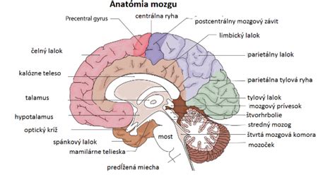 Ilustrácia mozgu s vyznačenými hemisférami a spojeniami