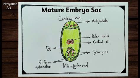 Diagram znázorňujúci gastruláciu žabieho embrya