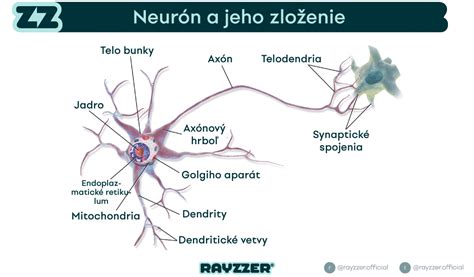 neuróny prepojené v mozgu