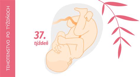 Bábätko v maternici v 37. týždni tehotenstva