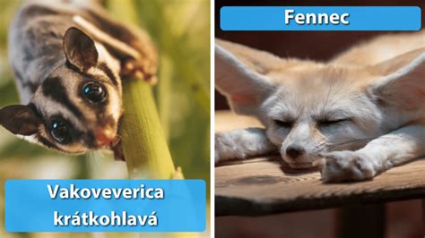 Malé slonie bábätko s veľkými očami