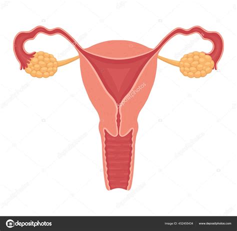 Ilustrácia ženského reprodukčného systému s vaječníkmi