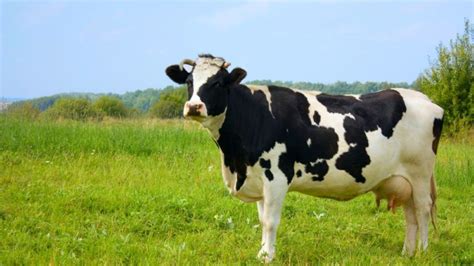 Krava na pastve v slnečnom dni