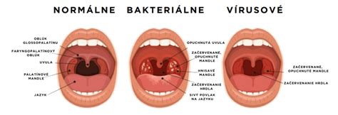 Ilustrácia hrdla s hrtanovou príklopkou