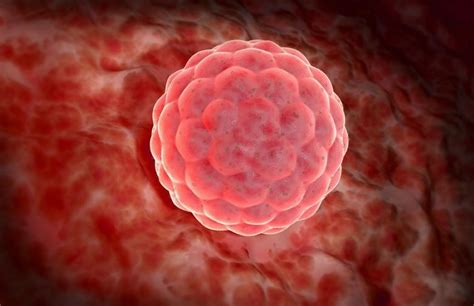 Ilustrácia oplodneného vajíčka prechádzajúceho do maternice