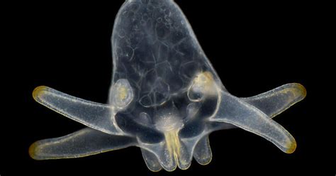 Ilustrácia laboratória IVF s embryológom pracujúcim pod mikroskopom