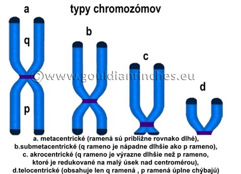 Grafické znázornenie chromozómov a ich abnormalít