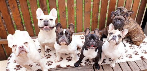 Štvorica francúzskych buldočkov rôznych farieb