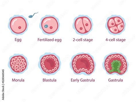 Diagram zobrazujúci proces biopsie embrya.